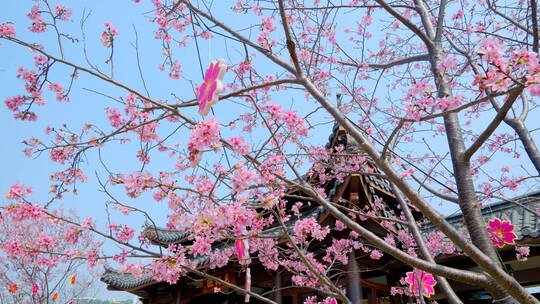 南宁青秀山樱花树中式园林庭院古建筑屋檐