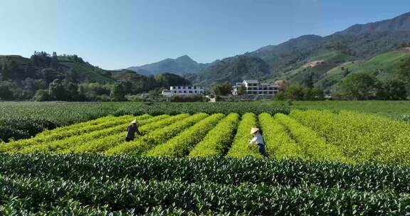 茶叶茶园武夷山茶庄大自然茶园