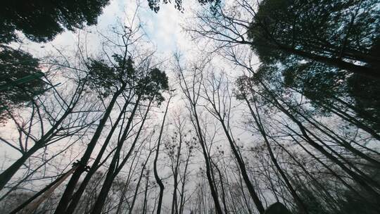 天空下的树林