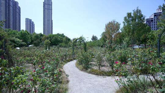 武汉杨春湖城市生态公园风景