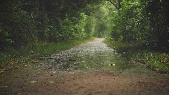 雨中的乡间小路