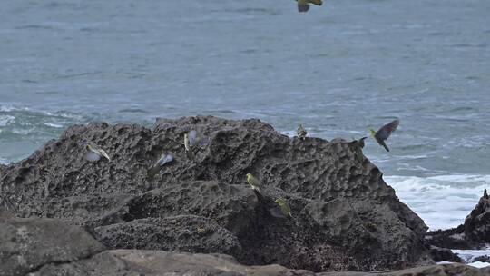 海鸟海边礁石上觅食捕食