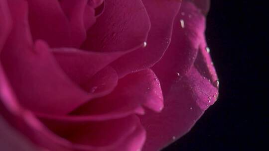 水下粉色玫瑰