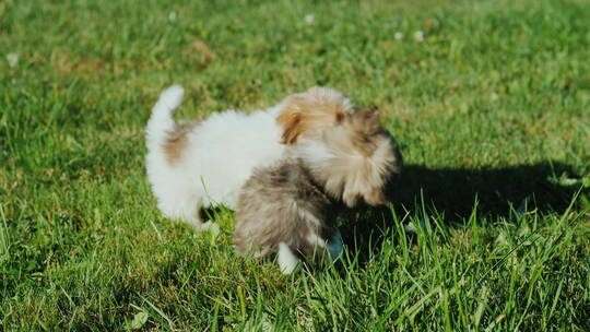 小狗在草坪上打架