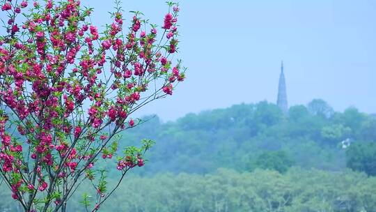 杭州西湖春天风景4K视频合集