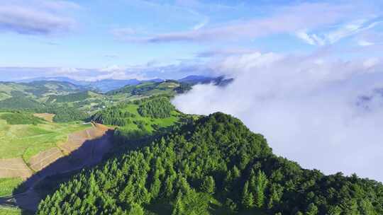 航拍高山草原森林树林云海云雾晴天阳光