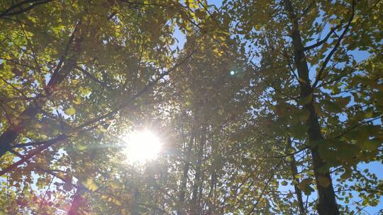秋天里金黄唯美的阳光银杏树树叶金色银杏叶