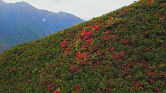 航拍巫峡红叶