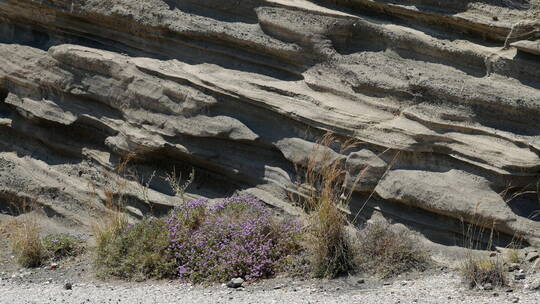 希腊圣托里尼的火山岩和花卉视频素材模板下载