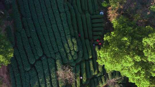 杭州西湖龙井核心产地龙井翁家山