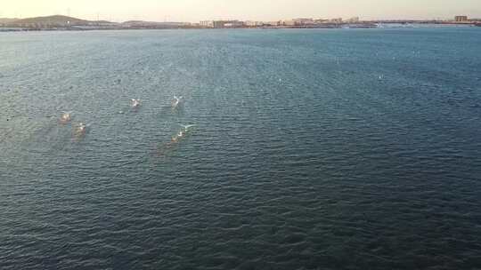 大海 海鸥飞翔 湖面飞鸟