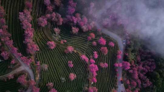 航拍樱花茶园