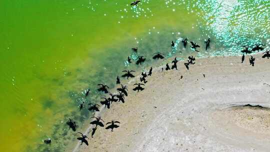 航拍水上的候鸟群