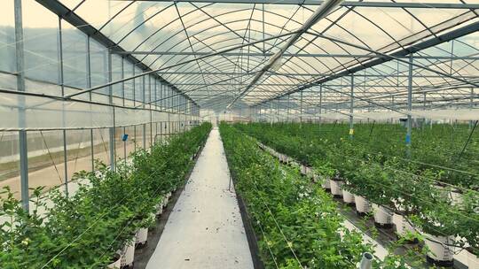 大棚基地农业蓝莓种植温室现代蔬菜科学灌溉