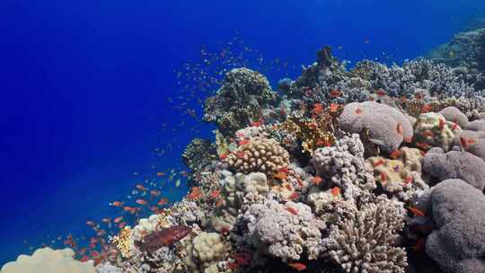 珊瑚、珊瑚礁、鱼类、海洋生物