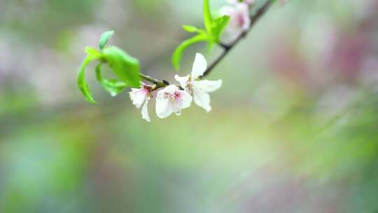 春天下雨唯美清新空镜雨景4k花草植物素材