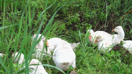 农户农家散养白鸭子鸭群吃草