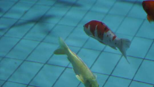 水族箱中游动的红白锦鲤