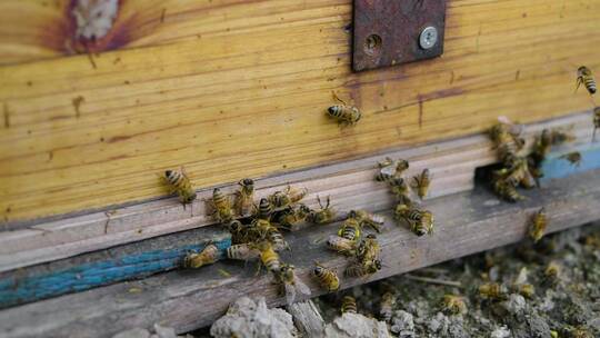蜜蜂从蜂巢里飞出