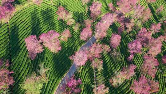 云南大理无量山樱花谷日出冬樱花和茶园航拍