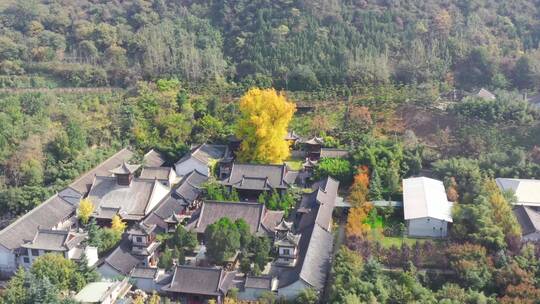 航拍西安古观音禅寺李世民手植银杏