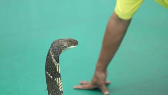 人与蛇近距离接触的画面