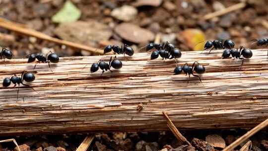 蚂蚁在木头上活动特写