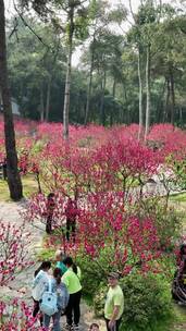 高清竖屏航拍青秀山桃花