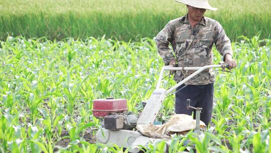 农民用机械松土机在玉米地松土