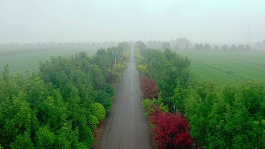 晨雾中的乡村公路