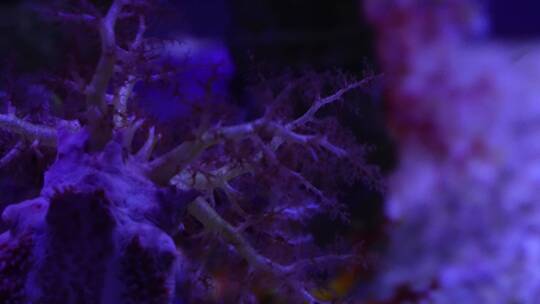 海苹果海葵触手珊瑚