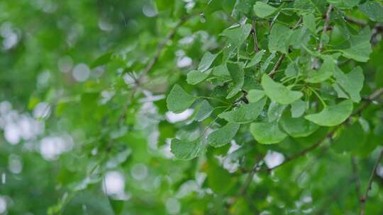 雨天银杏树叶下雨空镜