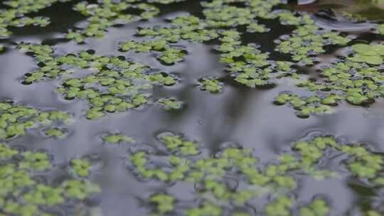 水藻之舞：水面上的翠绿诗篇