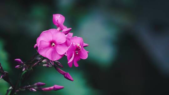 唯美户外美丽的鲜花特写镜头