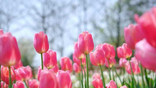 唯美空镜郁金香花春暖花开视频素材模板下载