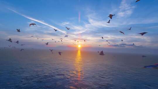 海鸥群在辽阔的海面自由翱翔
