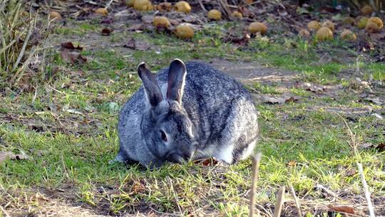 一只小兔子正在吃草视频素材模板下载