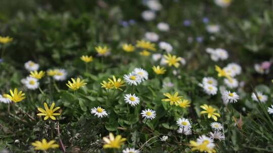 4K田野中盛开的白色和黄色洋甘菊花
