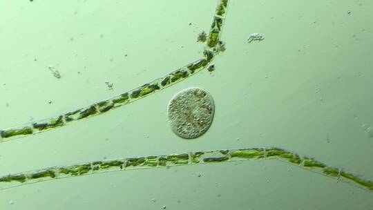 微生物原生生物光学显微镜实拍4