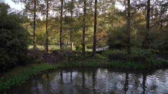 杭州西湖景区曲院风荷风景