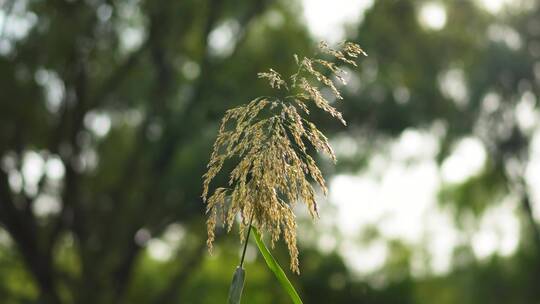 芦苇户外自然生态苇絮视频素材模板下载