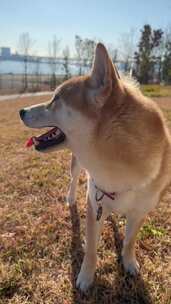 户外草地上的柴犬特写