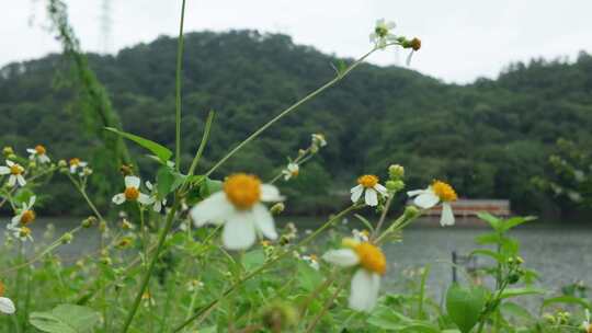 湖边小野菊