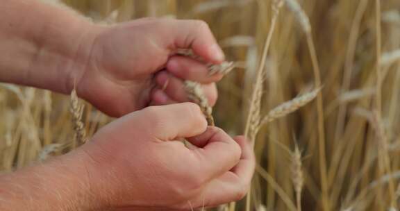 农民，归档，小麦，采摘