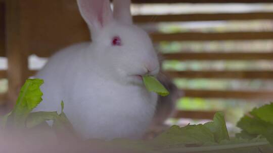 养殖小白兔吃东西