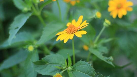 野花菊花