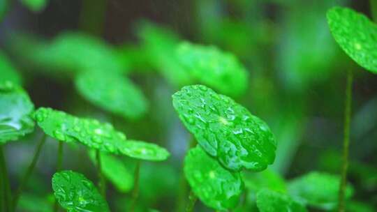 春天春雨中的铜钱草