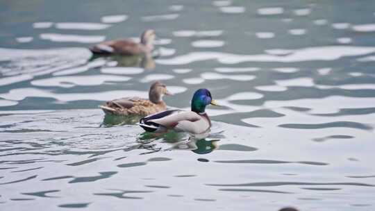 湖中野鸭 鸭子戏水