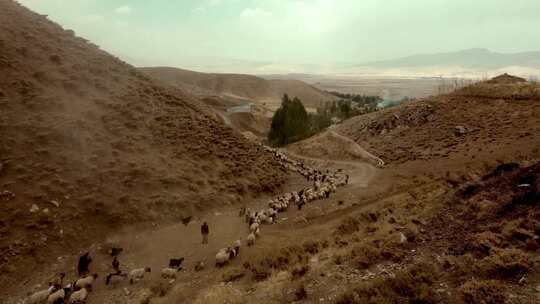 山里土路上的绵羊和山羊