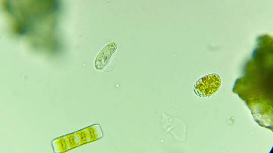 科研素材 微生物